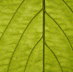 Macro of green leaf, veins and structures visible.