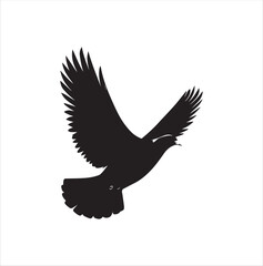 pigeon isolated on white background