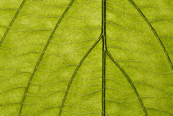 Macro of green leaf, veins and structures visible.  Vertical orientation of main stem.