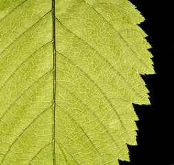 Macro of green leaf, veins and structures visible.  Jagged edge with dark background in frame.
