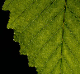 Macro of green leaf, veins and structures visible.  Jagged edge and black background visible.