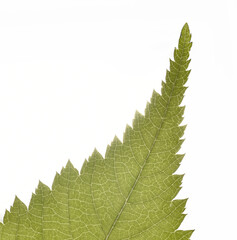 Macro of the tip of a green leaf, veins, jagged edge and structures visible.  White background.
