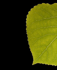 Macro of green leaf, veins and structures visible.  Jagged edge and tip of leaf with black background in frame.