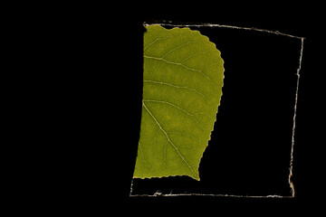 Macro of green leaf, veins and structures visible.  Jagged edge and tip of leaf with black background with rough square frame around all.