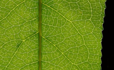 Macro of green leaf, veins and structures visible.  Vertical orientation of main stem.