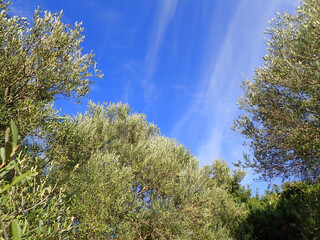 olive, tree, oil, branch, leaves, leaf, green, plant, mediterranean, olive tree, olive oil, nature, garden, grove, natural, food, sky, outdoor, rural, greece, organic, floral, algeria, africa.