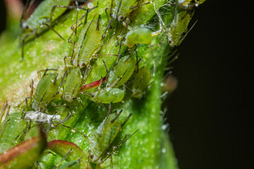 closeup of colony of aphids sucking on rosebud