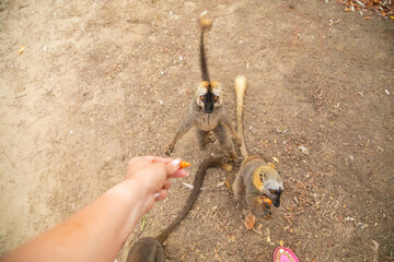 Common brown lemur Eulemur fulvus with orange eyes.