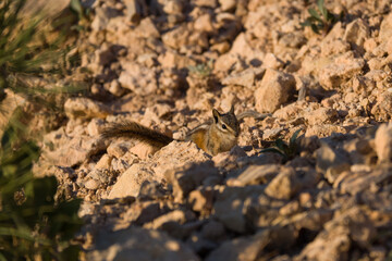Uintah Chipmunk at Bryce Canyon National Park