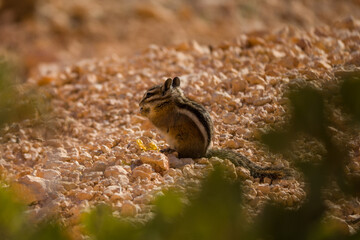 Cute Uintah Chipmunk eating at Bryce Canyon National Park