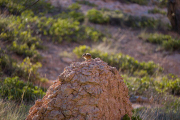 Uintah Chipmunk at Bryce Canyon National Park