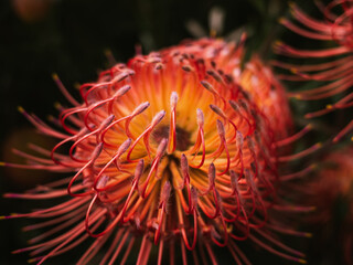 Pincushion protea flower