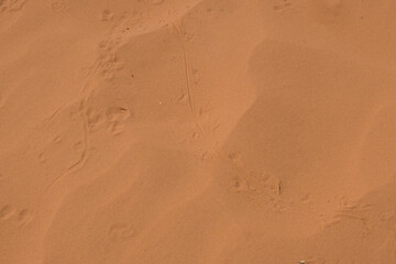 Animal tracks in desert sand