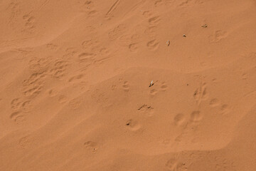 Animal tracks in desert sand