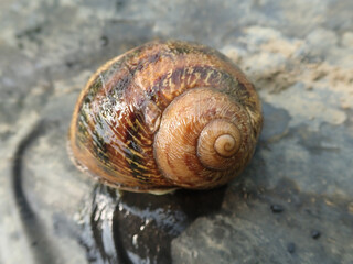 snail crawls on leaf of vegetables and eats leaves of plant, leaving holes on garden, eaten by pests, small snail on plant leaf in garden, Damage to garden plants by snails concept, macro, closeup.