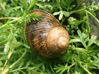 snail crawls on leaf of vegetables and eats leaves of plant, leaving holes on garden, eaten by pests, small snail on plant leaf in garden, Damage to garden plants by snails concept, macro, closeup.