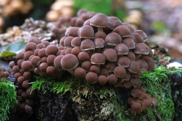 Big group of mushrooms Hypholoma sublateritium, sometimes called brick cap