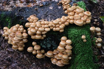 Mushrooms Kuehneromyces mutabilis (synonym: Pholiota mutabilis) and pocket knife. It is commonly known as the sheathed woodtuft. Is an edible mushroom that grows in clumps on tree.