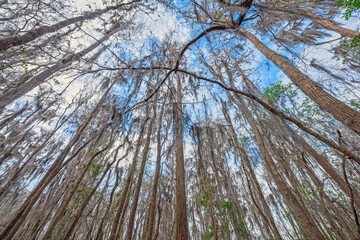 Fototapeta premium In the Midst of a Cypress Marsh