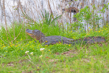 Alligator Hiding in Grasses on Shore