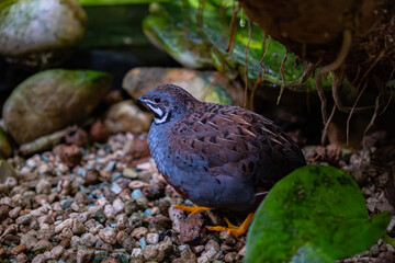 The brown bird that stands on the rocks in the shade