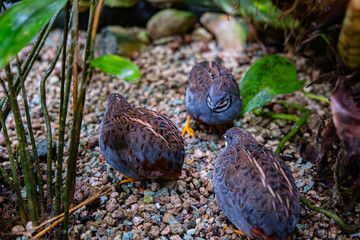 Three brown birds standing in a circle on the ground in the shade