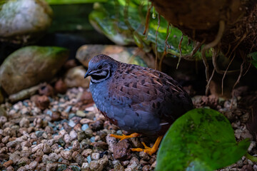A shot of a beautiful bird standing on rocks against a backdrop of thickets and rocks