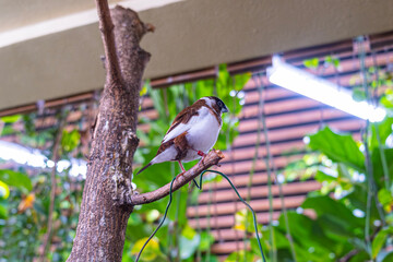 A colorful bird that sits on a branch in the botanical garden