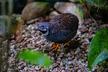 A brown bird walking on the rocks and looking into the camera lens