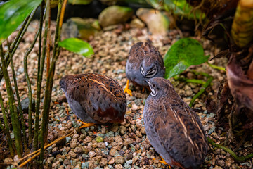 Three brown birds that walk on rocky ground on a cloudy day