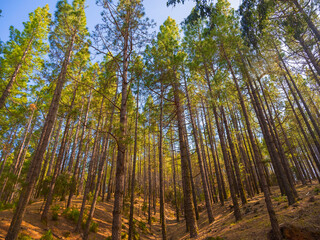 spring dense pine forest with light young needles