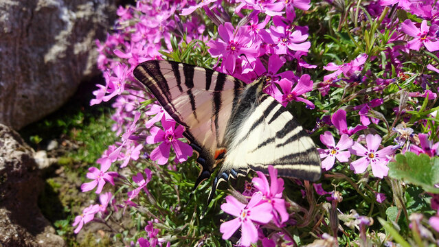Zebra Swallowtail (Eurytides Marcellus) on pink flowers Moss Plox (Phlox subulata L.) in bloom 
