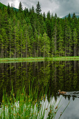 Obraz premium lake in the forest