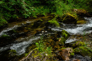 waterfall in the forest