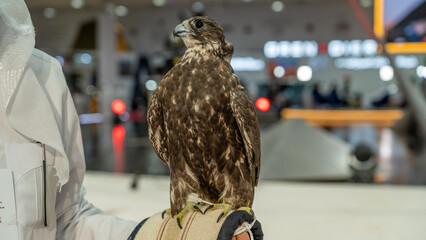A majestic falcon captured in a striking pose, showcasing its sharp, focused eyes.