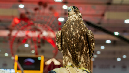 A majestic falcon captured in a striking pose, showcasing its sharp, focused eyes.