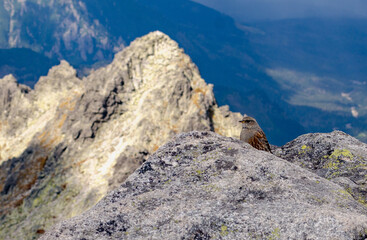 Fototapeta premium peaks in the dolomites