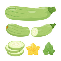 Set of Zucchini vegetables. Whole and cut zucchini, leaves, flower and slices. Farm zucchini plant icons. Organic garden vegetarian food. Vector illustration isolated on white background.