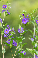 Blue potato bush (lycianthes rantonnetii) flowers in bloom