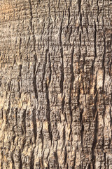 Obraz premium Texture of palm tree trunk bark, close-up. Tropical palm tree bark. Date palm tree trunk texture. Palm tree bark, details. Natural background