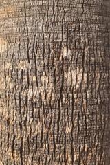 Texture of palm tree trunk bark, close-up. Tropical palm tree bark. Date palm tree trunk texture. Palm tree bark, details. Natural background