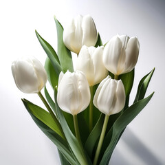 white tulips on a solid white background