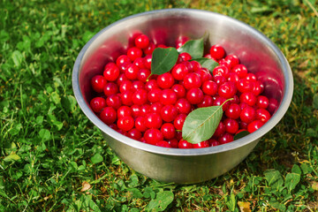 Ripe fresh cherry harvested from a tree in stainless steel bucket on green grass. Fine high quality organic product with rich color ready for consumption. Summer time vibe and mood.