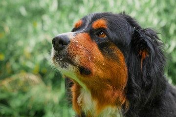 Portrait of huge Bernese breed dog with dark fur and brown and white spots. Green grass background out of focus. Strong pet. Adorable family member.