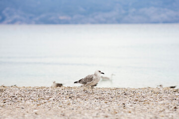 Croatia, Krk island. sea in autumn. vacation by the sea
