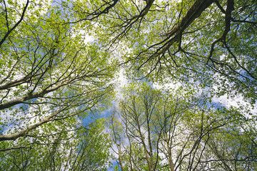 leaves and sky