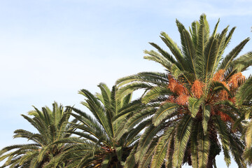 Date palm with golden yellow dates against the sky. Beautiful view of the top of a date palm with lush leaves against the blue sky. Trees. Tall date palm