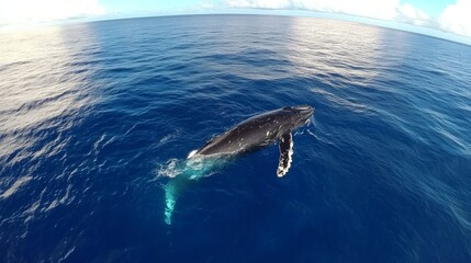 Fototapeta premium whale humpback at Tonga's Vava'u