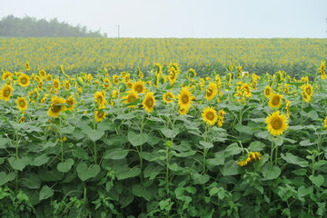 Sunflowers in full bloom in the field, Miyagi, Japan