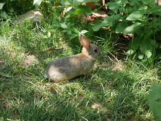 Baby cottontail rabbit on the back yard lawn